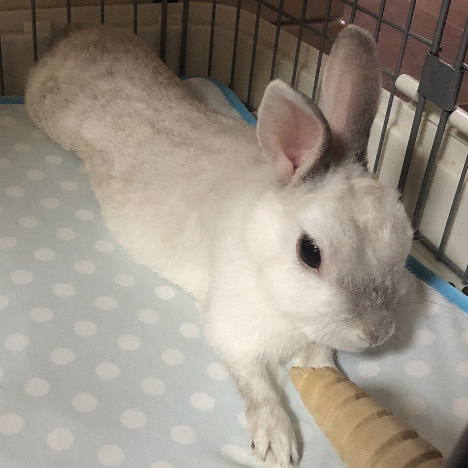 豆汰のカバー写真