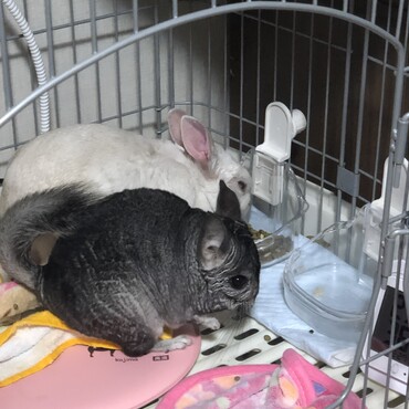 チンチラと仲良し。