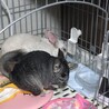 チンチラと仲良し。