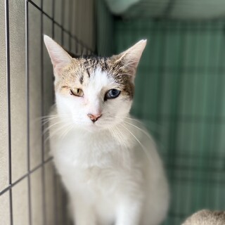 5/19千葉ෆ⃛オッドアイ女子ෆ⃛ゆりちゃん