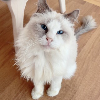 病気の猫を救ってください