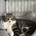 6-7ヶ月　穏やかなキジ白君