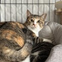 6-7ヶ月　美形な顔立ちの三毛ちゃん