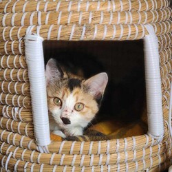 in豊明☆2会場合わせて30匹～子猫もいる譲渡会☆2024年2月17日（土）～ちーむ にゃいんず