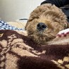 よるむさん