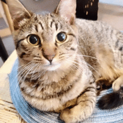 in春日井☆2会場合わせて30匹～子猫もいる譲渡会☆2024年2月17日（土）～ちーむ にゃいんず