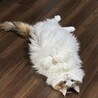 の写真