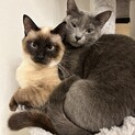 雑種のオスとメスの兄妹1歳　とても仲良しです。
