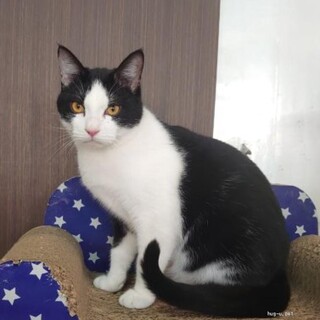 猫初心者におすすめ 人なれ抜群 イケメンしろうくん