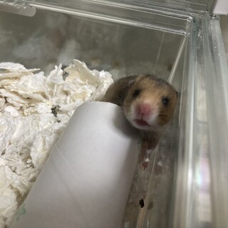 ハムスター赤ちゃん里親募集中
