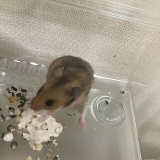 ハムスター赤ちゃん里親募集中