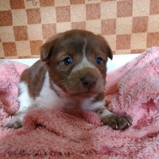 【収容中】ポテポテ野犬ぱぴーず兄妹