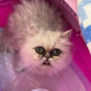 放浪していたチンチラペルシャ女の子