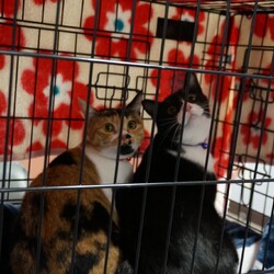 第３４回保護ねこ譲渡会in帝人会館 サムネイル2