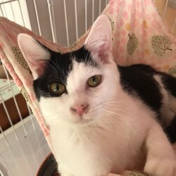 「2月18日(日)　島忠ホームズ所沢店譲渡会！」サムネイル2