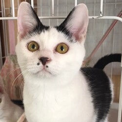 「2月18日(日)　島忠ホームズ所沢店譲渡会！」サムネイル3