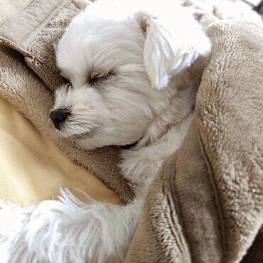 しらたまの写真