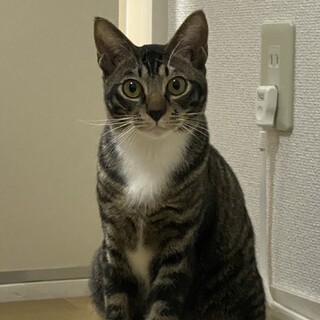 ♂人懐っこいキジ白くん