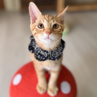 甘えんぼのチャイ