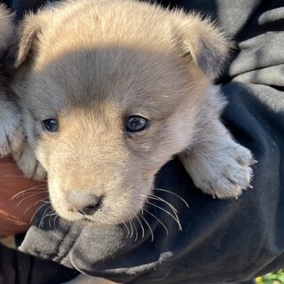 募集中止　賢い雑種の女の子