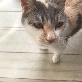 人なつっこい性格です