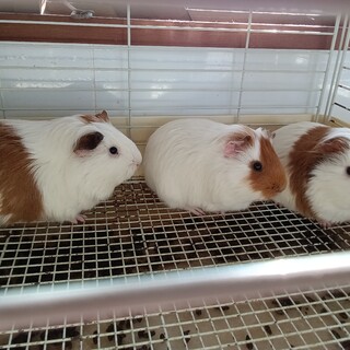 モルモットの里親募集