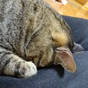 小柄な女の子シロイちゃんの里親募集中 サムネイル3