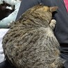 小柄な女の子シロイちゃんの里親募集中 サムネイル4
