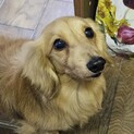 ダックス　男の子　左京くん