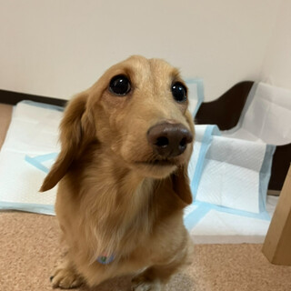 ダックス　男の子　そらくん