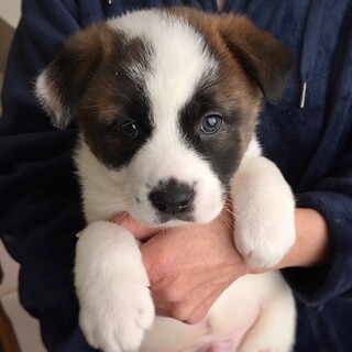 【相談中】かわいい子犬　セルくん　1ヶ月半
