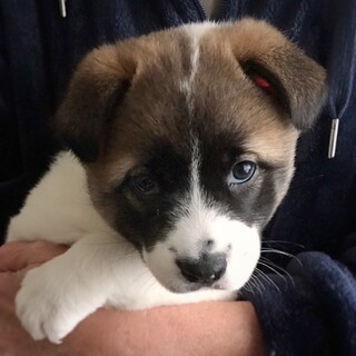 かわいい子犬　ジオちゃん　1ヶ月半