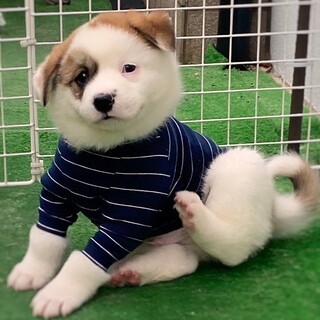 【相談中】かわいい子犬　えほうくん　1ヶ月半