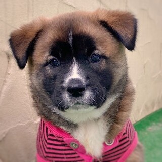 かわいい子犬　ひいらぎちゃん　1ヶ月半