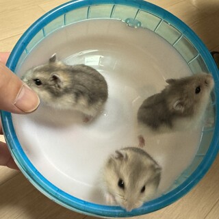 ジャンガリアンハムスター3匹の里親募集！