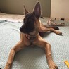 たくましく　かっこよく　大きくなりました。