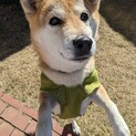 甘えん坊な柴犬　大吉