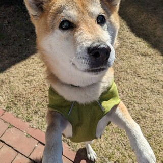 甘えん坊な柴犬　大吉