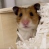 おはよう