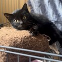 ふわふわ子猫の黒猫くん