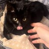 ふわふわ子猫の黒猫くん サムネイル2