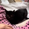 ふわふわ子猫の黒猫くん サムネイル5
