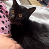 ふわふわ子猫の黒猫くん サムネイル7