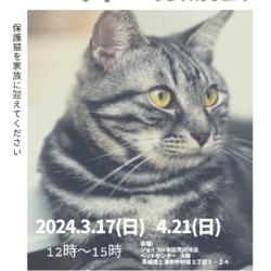 つちねこ譲渡会