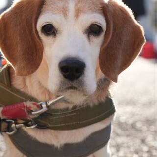 おっとりマイペースなビーグルのごんちゃん