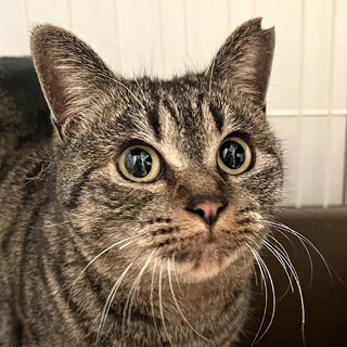 めちゃくちゃ人馴れしてるキコちゃんの里親募集中