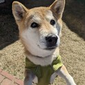 甘えん坊な柴犬　大吉くん