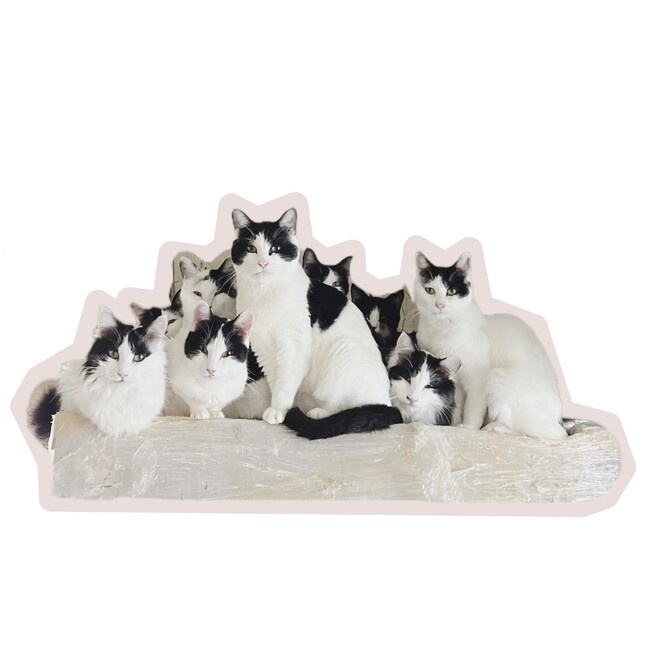 縁の庭　猫杜のカバー写真