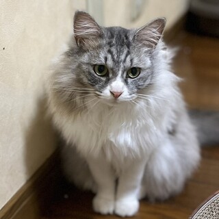 【ししとう】クールな美形長毛女子