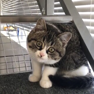 まん丸お顔の「コアラ」くん